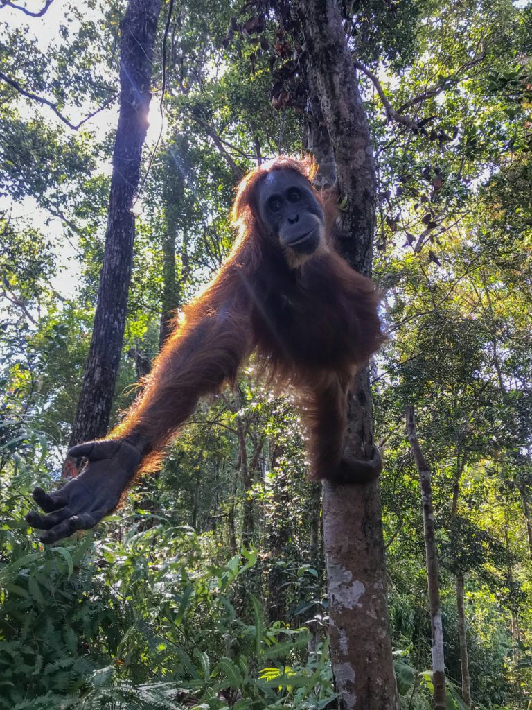 jungle trip sumatra ourang utan