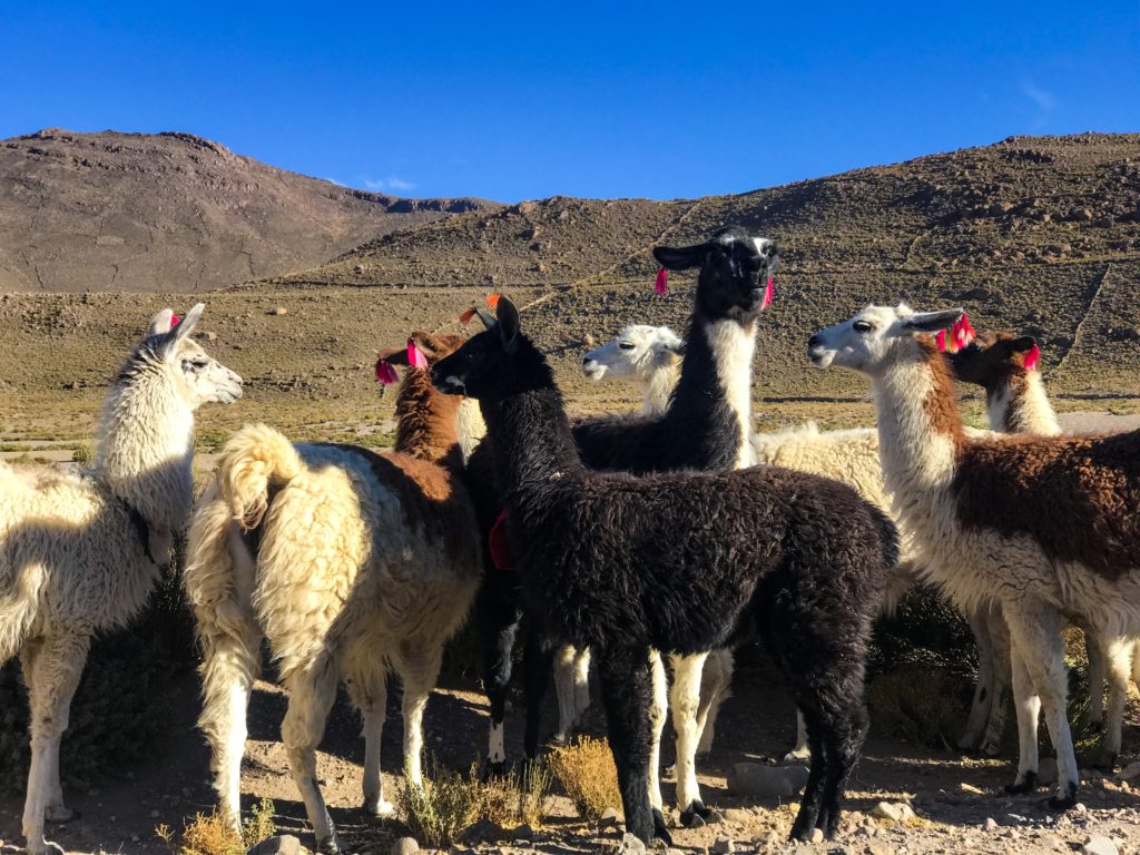 Désert Salar d'Uyuni Bolivie Bolvia