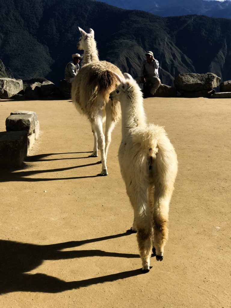 Machu Picchu Cusco Pérou Peru