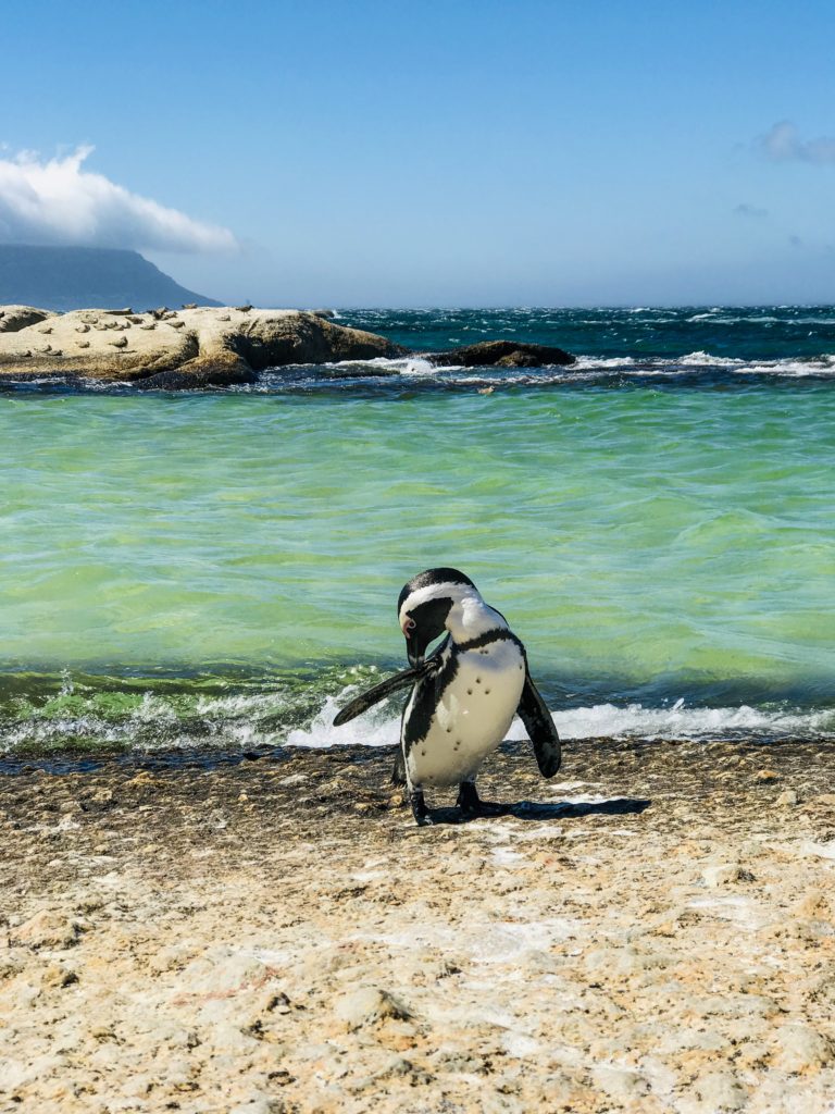 visiter le cap cape town afrique Cape point pinguin