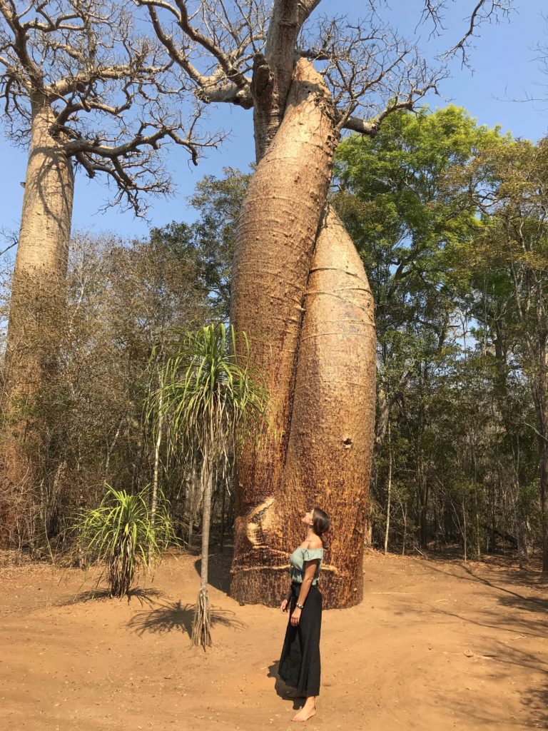 madagascar tsingy baobab lemurien antsirabe