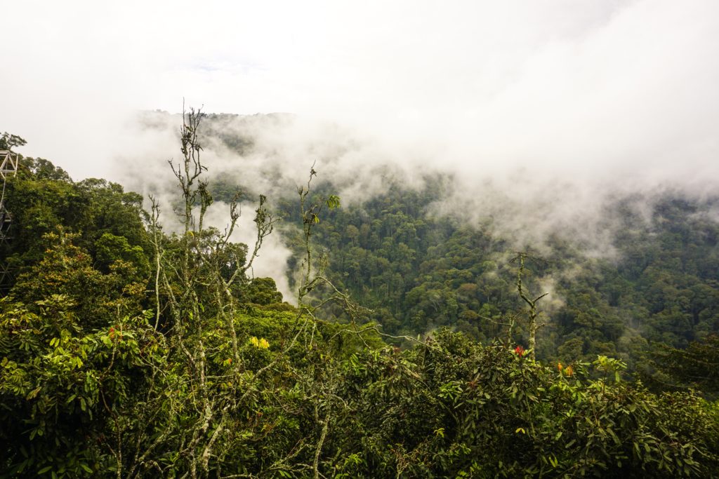 rwanda paysage canopy nyungwe foret