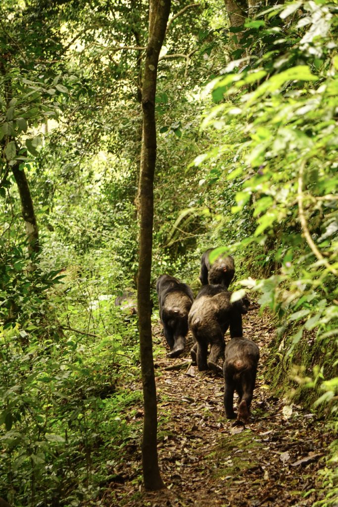 rwanda paysage chimpanze trekking nyungwe foret