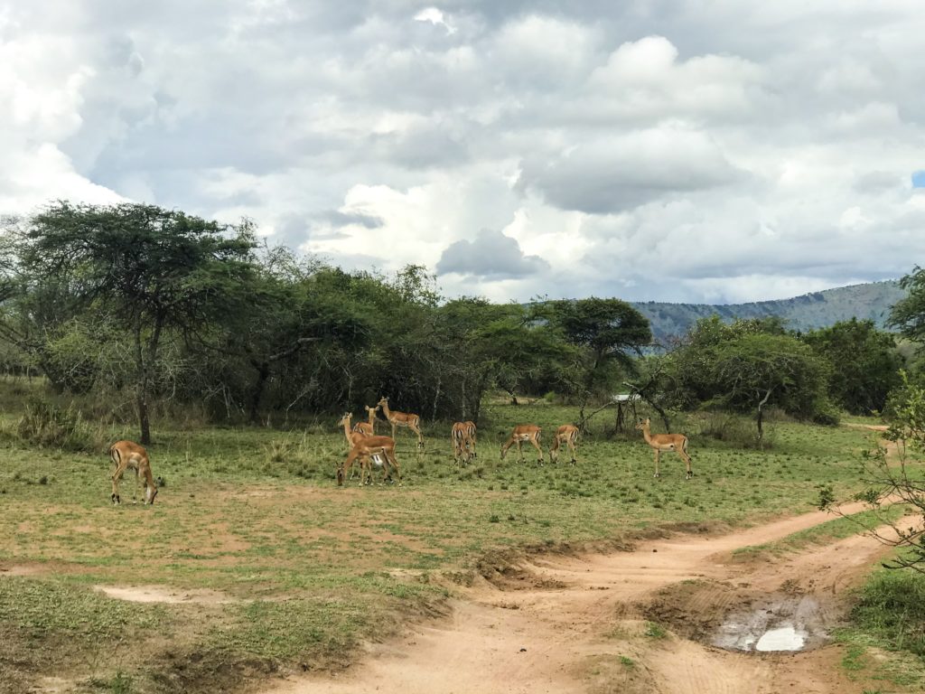 rwanda kigali paysage akagera parc
