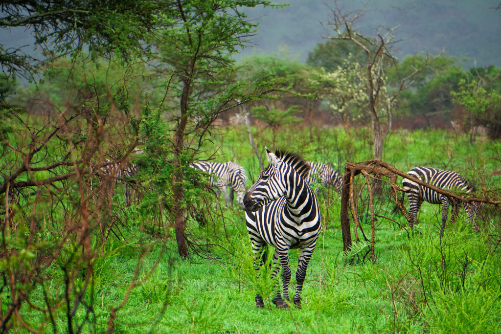 rwanda kigali paysage akagera parc